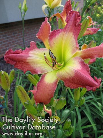 Daylily Doctor Handsome